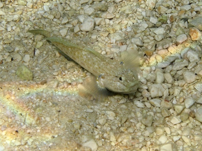 Primi sentori di Gobius bucchichi e Gobius incognitus ante 2016